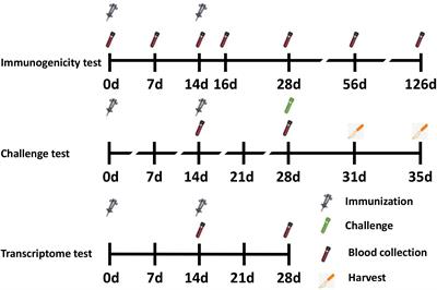 Respiratory Syncytial Virus F Subunit Vaccine With <mark class="highlighted">AS02</mark> Adjuvant Elicits Balanced, Robust Humoral and Cellular Immunity in BALB/c Mice